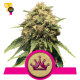 Special Queen 1 - Royal Queen Seeds